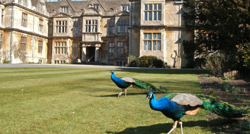 Peacocks in Corsham, Wiltshire